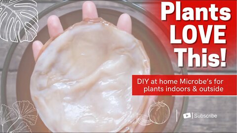 Watering Plants With Kombucha Scoby?! Homemade Microbes For Your Soil. Composting Kombucha Scoby.