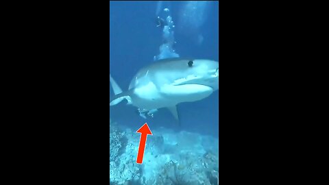 Shark Jukes Diver