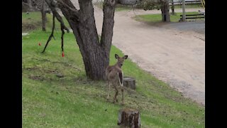 Deer Doesn't Like Being Videod