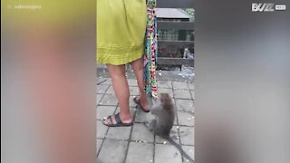 Une touriste "attaquée" par des singes à Ubud