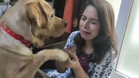 Labrador Reaction to Mom Crying😭 || Most Intelligent Dog🦮