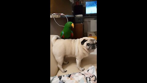 Thrill-seeking parrot goes for ride on back of pug