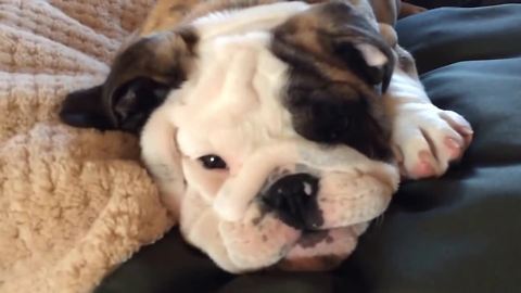 Reuben the Bulldog throws a temper tantrum