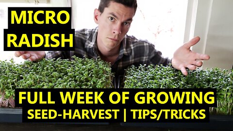 RADISH MICROGREENS: How to Grow For Yourself or A BUSINESS | Full Week of Growing & Experiments