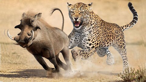 Top 7 Animals that Kill Warthogs which includes Lions, Tiger, panthers.