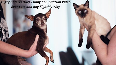 Angry Cats Vs Dogs Funny Compilation Video Ever cats and dog Fight My Way