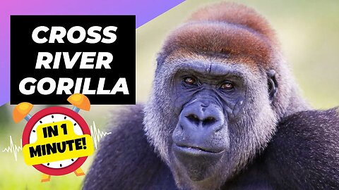 Cross River Gorilla - In 1 Minute! 🦍 One Of The Most Endangered Animals In The Wild | 1MinuteAnimals