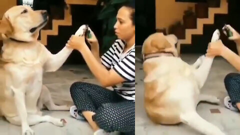 Smart dog acting it was faint when the owner cutting its nail.