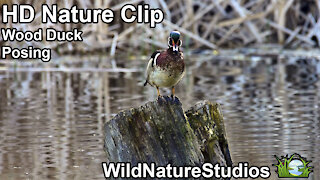 Wood Duck Grooming (HD Nature Clips)