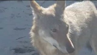 Lobo brinca com jovem na praia