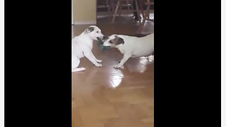 Dogs Engage In A Lazy Game Of Tug-Of-War