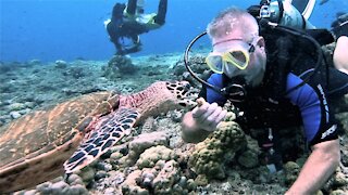 Critically endangered turtle enjoys treats & affection from human friends