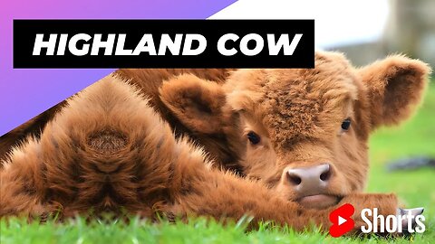 Highland Cow 🐮 One Unique Animal You Won't Believe Exists #shorts