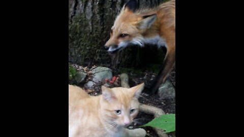 A fox and a cat chow down together