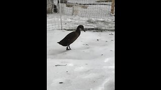 Ducks sliding on the Pond