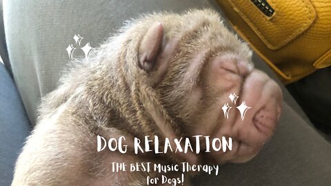 THE BEST Music Therapy for Dogs! Calm Your Anxious, Hyperactive Dog with this Natural Music Remedy!