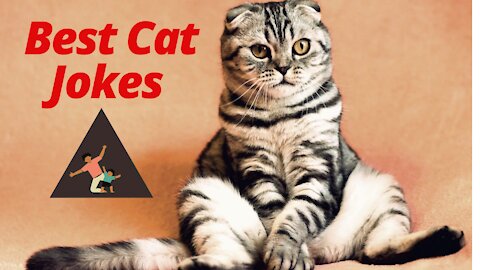 funny cat Jokes Video