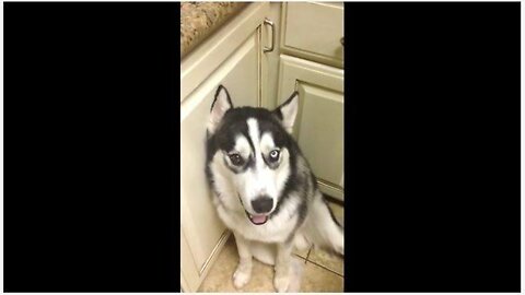 Shameful Dog Apologizes For Almost Biting Owner