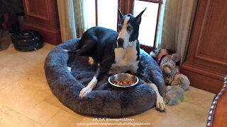 Polite Great Dane Enjoys Being Served Chicken Dinner In Her Bed