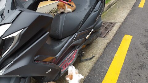 The stray cat is relaxing on the motorcycle