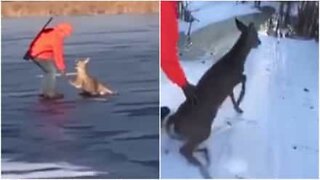 얼음에 갇힌 사슴을 구출한 사냥꾼들