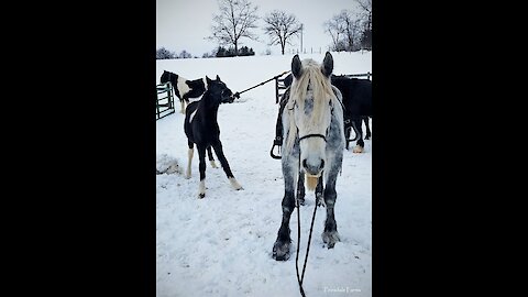 Stubborn foal learning how to pony and does great