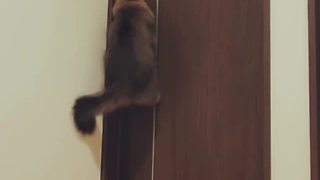 Smart Cat Is Able To Open Doors So Effortlessly