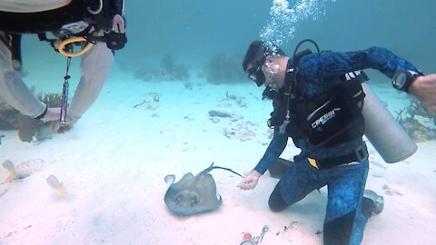 Sting Ray Feeding in The Cayman Islands