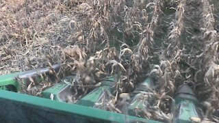 Corn Harvest Last 8 Rows