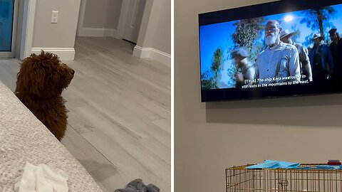 Bruno's TV Time: A Pawsitively Adorable Watch Party