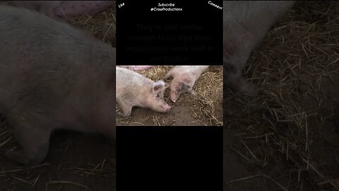 Pigs Can Save Human Lives #pig #shorts