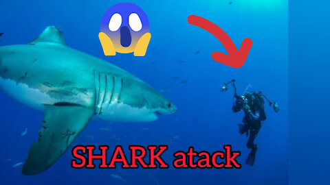 SHARK ATACK