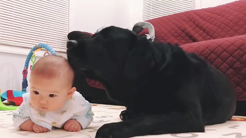This Gentle Labrador Proves Dogs Can Be Amazing Babysitters