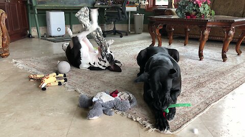 Goofy Great Dane Loves To Play With His Feet In The Air