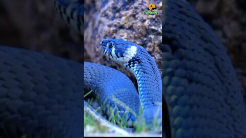 Beautiful Snake 🐍😮 #shorts #snake