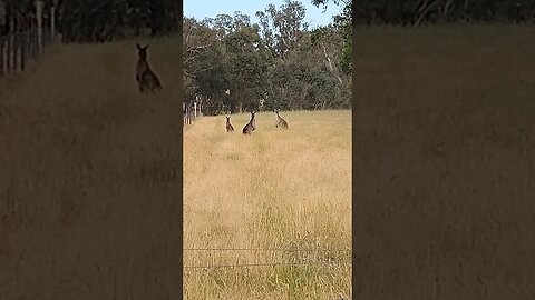 Morning Visitors #kangaroos #australia #farmlife