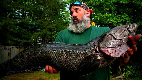 True facts about the Northern Snakehead Fish