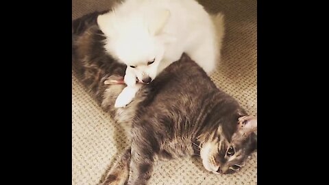 This pup decides to eat her treat right on top of the cat