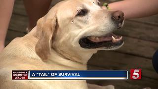 Dog Miraculously Survives Being Hit By Train