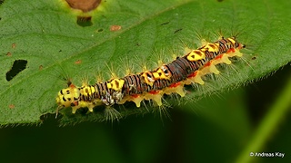 Colorful caterpillar has fake eyes to deter predators