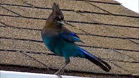 IECV NV #36 - 👀 The Steller's Jay 5-24-2014