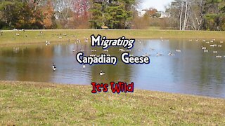 Migrating Canadian Geese