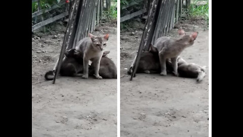 The cat is feeding the baby in village.