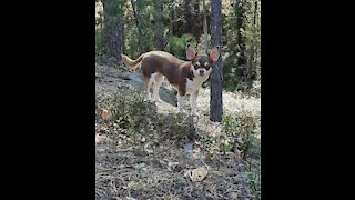 Sweet chihuahuapuppy running in forest