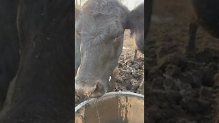 How do cows drinks water?