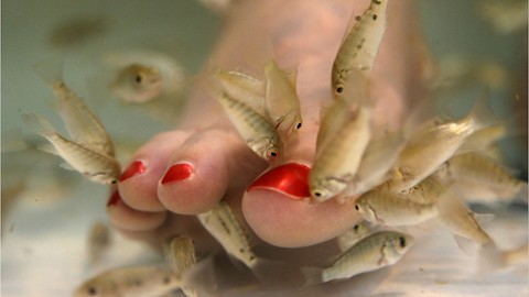 Woman Loses Her Toenails After One of Those Trendy "Fish Pedicures"