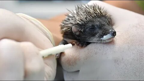 Nakon što im je mama umrla, mali ježevi oporavljaju se u veterinarskoj ambulanti