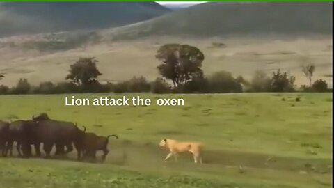 "Roaring Fury: Witness a Ferocious Lion Attack on Oxen"