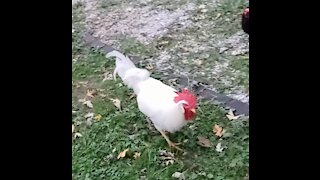 Rooster Attacks Me For The Last Time (short version)