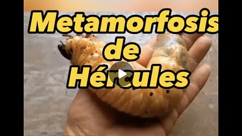 metamorfosis de un escarabajo Hércules